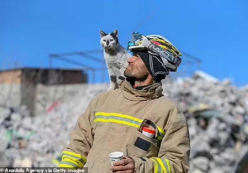 Gato se apaixona por bombeiro que o resgatou do terremoto na Turquia e é adotado. Vídeo