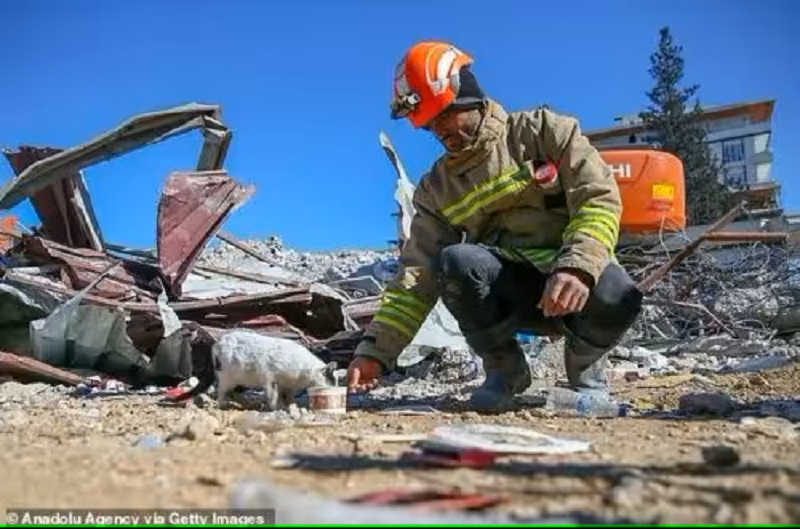 O gato e o bombeiro onde se conheceram, nos escombros do terremoto na Turquia