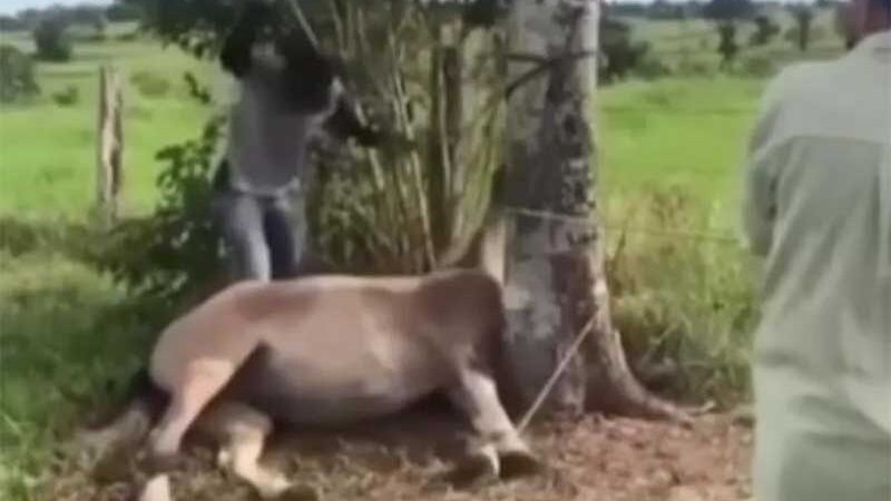Vídeo que mostra agressão contra égua no interior do AC viraliza na internet e Polícia Civil identifica suspeitos