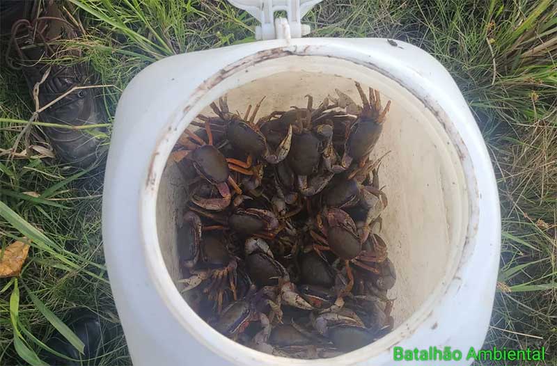 Polícia Ambiental resgata mais de 90 caranguejos de espécie em extinção mantidos em cativeiro em Maceió