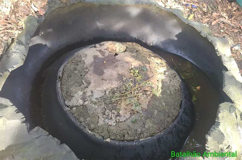 Caranguejos em extinção eram criados dentro de pneu em Maceió — Foto: Ascom BPA