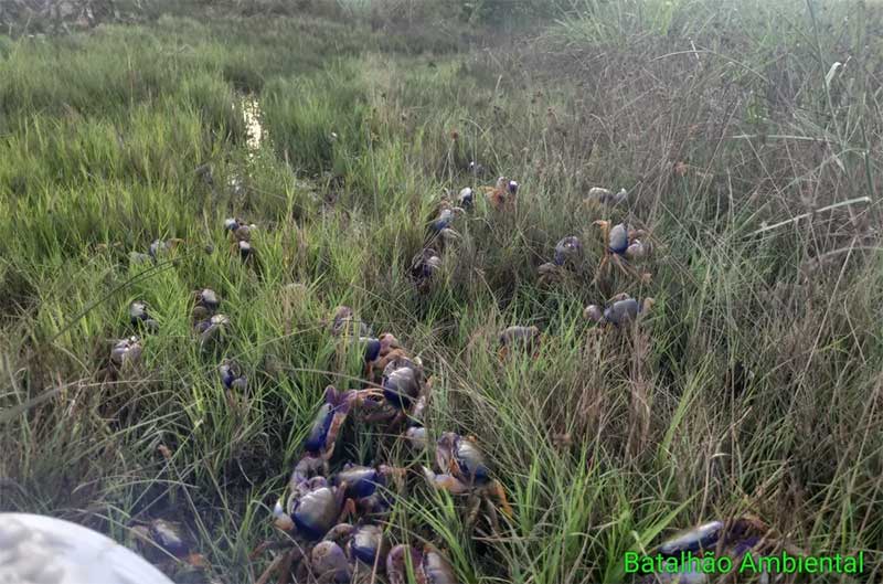 Caranguejos foram soltos em região de mangue — Foto: Ascom BPA