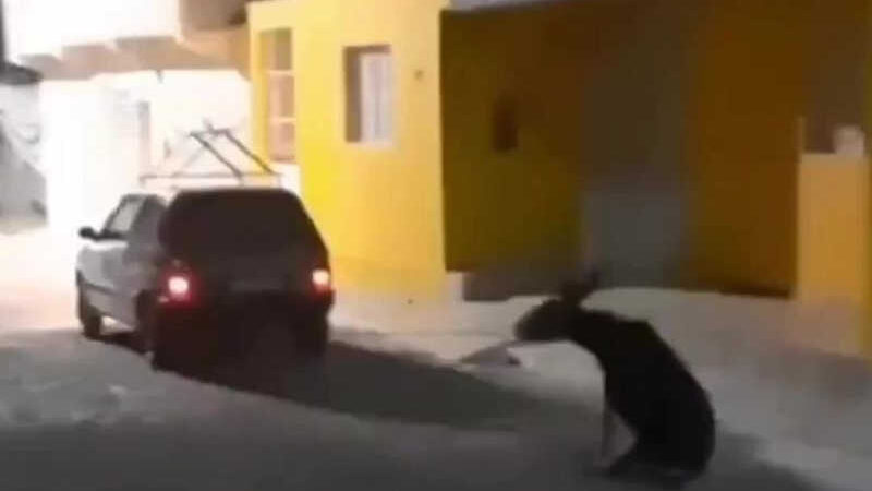Moradora flagra motorista arrastando jegue com o carro na cidade de Pariconha, AL; vídeo