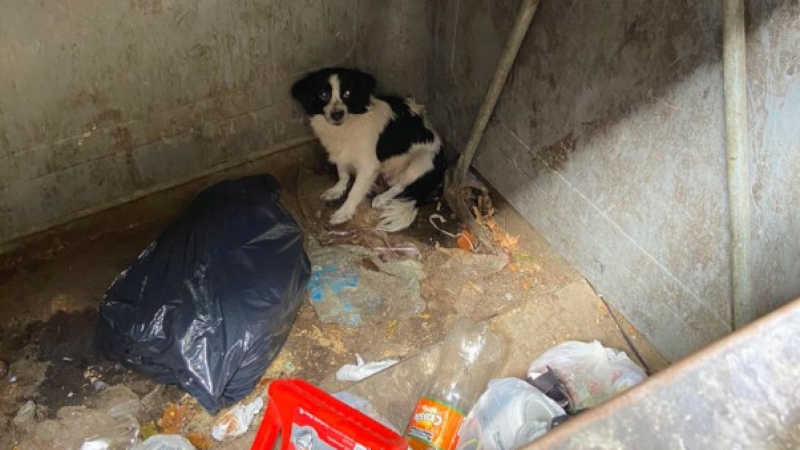 Vídeo mostra resgate de cadela atirada para lixo na Argentina