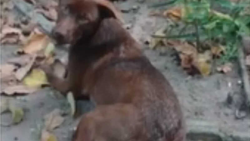 Polícia Civil identifica suspeitos de matar cachorro a pauladas na BA; animal havia fugido de casa