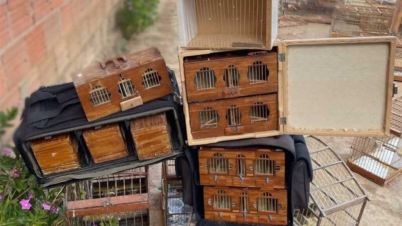 Homem suspeito de tráfico de animais é preso com 59 pássaros em Guanambi, BA