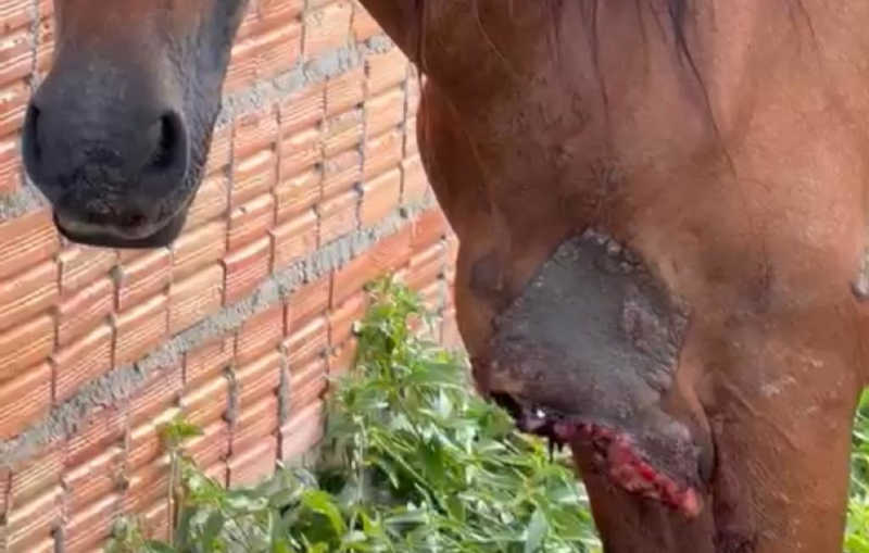 Cavalos são flagrados abandonados em situação de maus-tratos em Ibotirama, BA