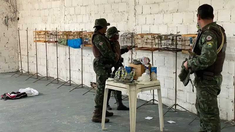 Homem é preso com 13 pássaros usados para briga entre animais em Salvador, BA