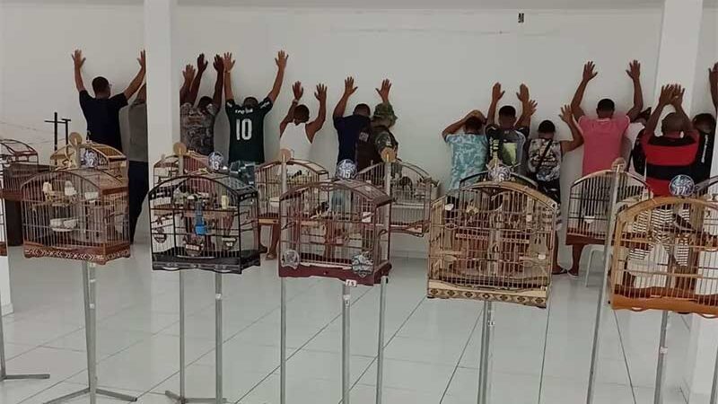 Mais de 30 pessoas são flagradas pela polícia com aves em Salvador, BA; alguns animais estavam anilhados