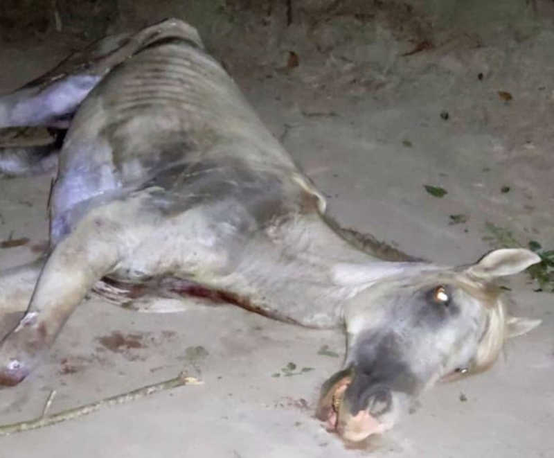 Cavalo é vítima de maus-tratos em Trancoso, na Bahia