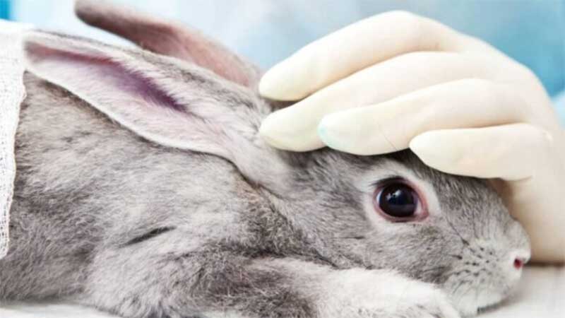 Proibição da testagem em animais ainda não é total