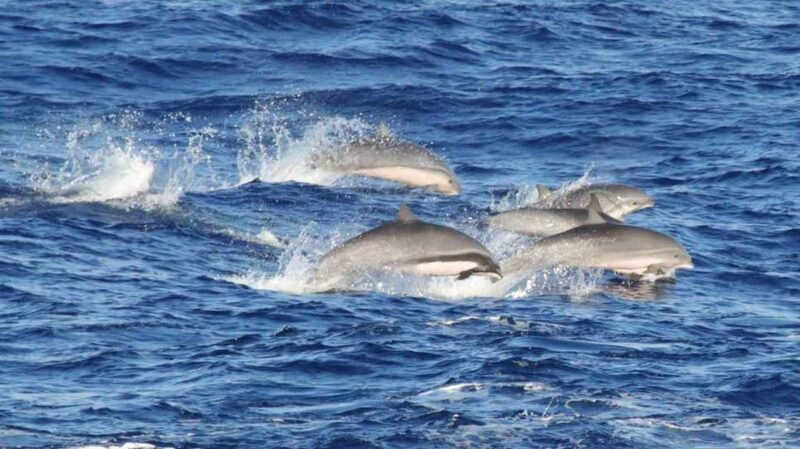 Alarmes ajudam a salvar golfinhos das redes de pesca pela 1ª vez no Brasil