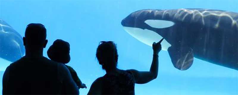 Conheça as 3 orcas que viveram por mais tempo em cativeiro