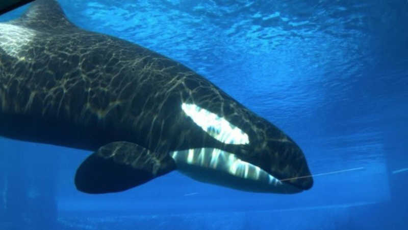 Kiska, a 'orca mais solitária do mundo' Foto: Divulgação/Dolphin Project