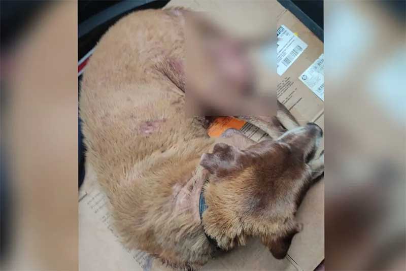 Cão com câncer nos testículos é resgatado após sofrer golpes de faca em Fortaleza, CE
