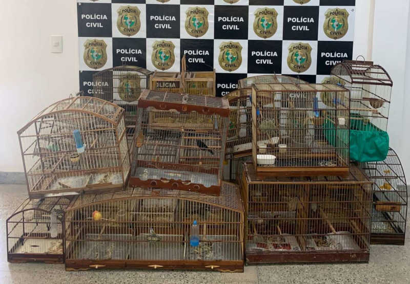 Homem é autuado em flagrante pela Polícia Civil por tráfico de animais silvestres em Fortaleza