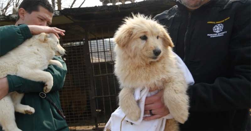 Quase 200 cães destinados ao consumo humano são resgatados na Coreia do Sul