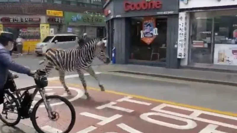 Vídeo: zebra escapa de zoológico e “passeia” em ruas da Coreia do Sul