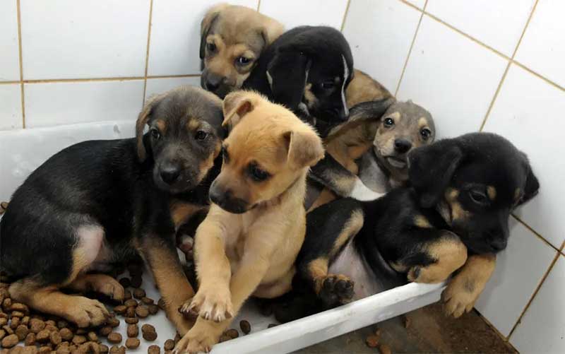 Câmara aprova projeto que obriga pet shops a fixarem cartazes de incentivo à adoção de animais