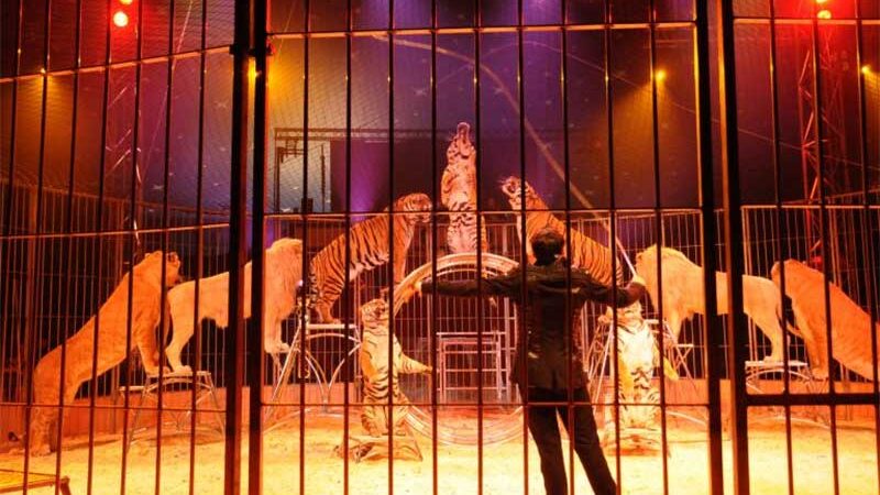 Projeto prevê pena de prisão de dois a cinco anos para quem usar animais em circos