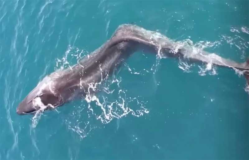 Baleia de 16m com deformação na espinha é encontrada na Espanha; vídeo