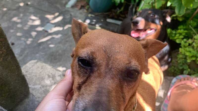 Rifa arrecada valores para alimentar cachorros resgatados em Guarapari, ES
