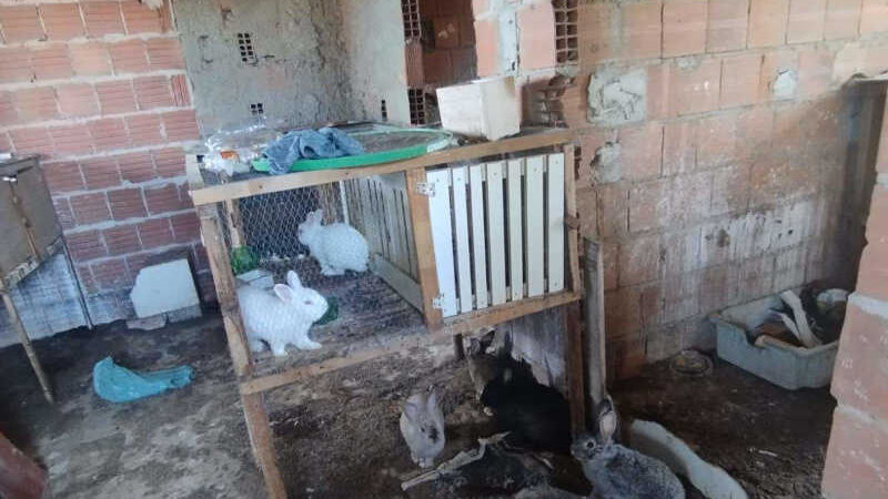 Fiscais resgatam 70 animais sofrendo maus-tratos em Itapemirim, ES