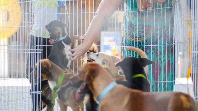 Mais de 2.300 cães e gatos foram resgatados na Serra (ES) pelo programa ARCA