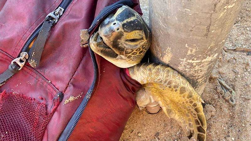 Tartaruga encontrada morta em mochila tinha plástico no estômago