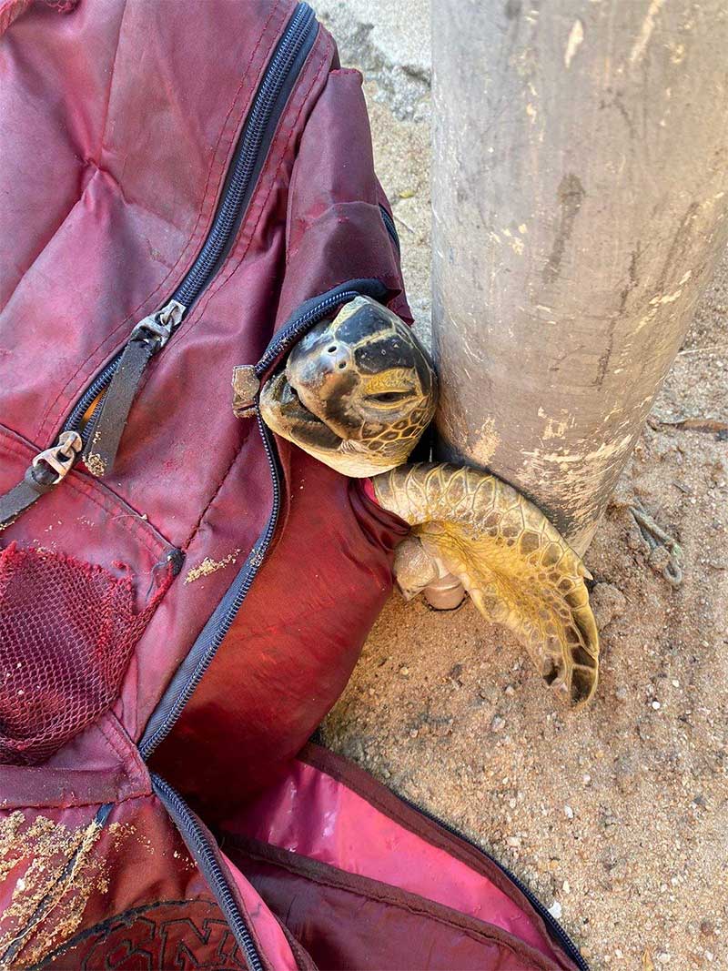 Tartaruga encontrada morta em mochila tinha plástico no estômago