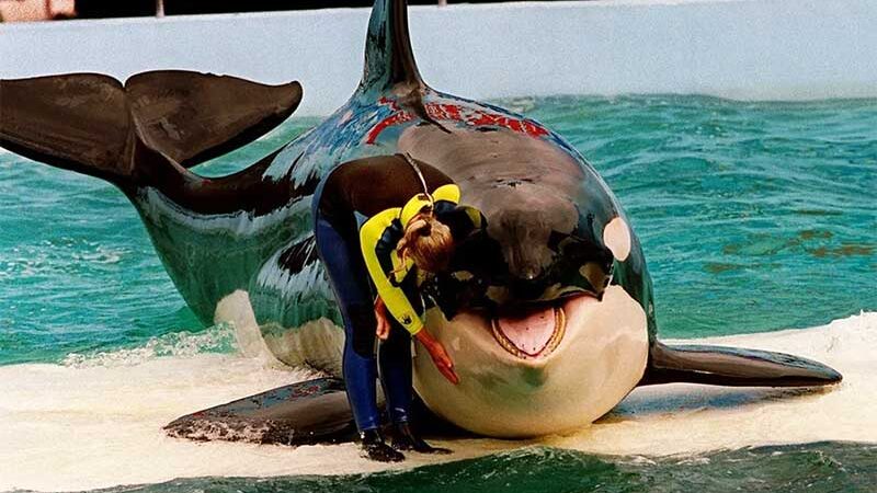 Lolita, orca mantida em cativeiro por 52 anos, será libertada nos EUA