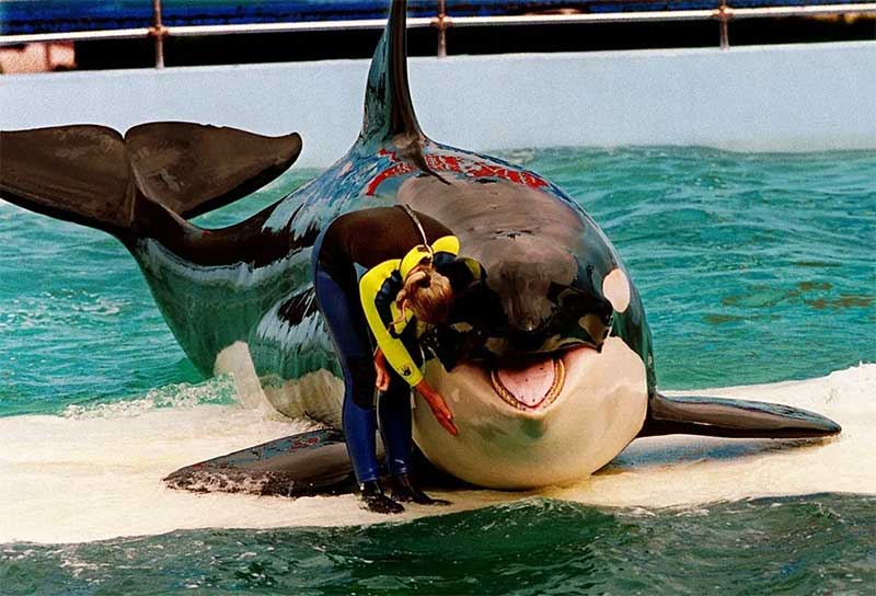 Lolita, orca mantida em cativeiro por 52 anos, será libertada nos EUA