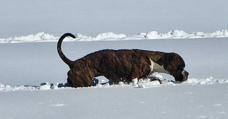 Cadela desaparecida sobrevive 19 dias em tempestade de neve