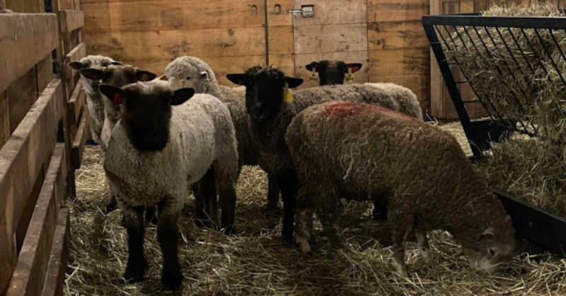 Sete ovelhas escaparam de um matadouro e foram parar em um santuário de animais