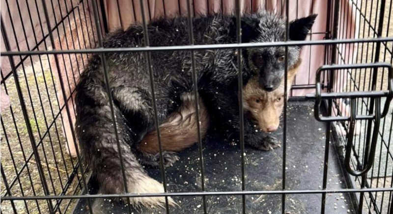 Uma verdadeira "casa dos horrores" foi desmantelada em Youngstown, Ohio (EUA), após autoridades descobrirem que o local abrigava um "zoológico doméstico", com animais em "condições deploráveis". Foto: Reprodução/Facebook/Animal Charity of Ohio