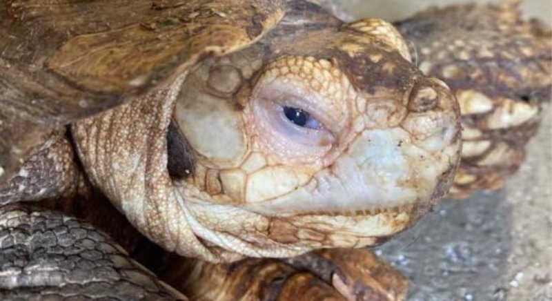 Algumas espécies de serpente e tartaruga presentes durante a operação encontram-se em risco de extinção. Foto: Reprodução/Facebook/Animal Charity of Ohio