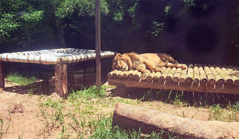 Morre em zoológico de Marechal Floriano o único leão do ES