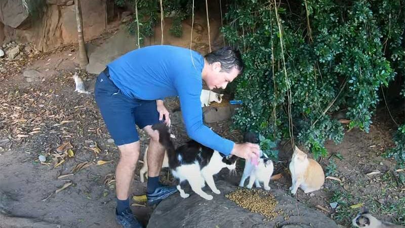 Permissão de entrada de cães na Pedra da Cebola pode exterminar cerca de 100 gatos, alertam ativistas de Vitória, ES