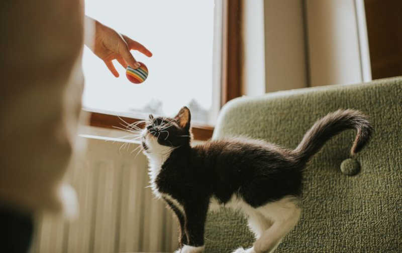 Segundo nova lei espanhola, gatos terão que ser castrados. Foto: Getty Images