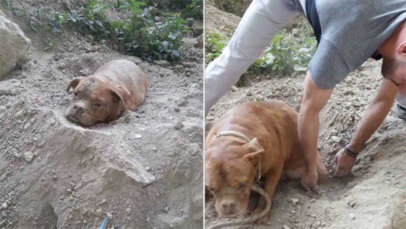 Herói anônimo resgata cadela enterrada viva pelo próprio tutor e mobiliza comunidade em busca de justiça