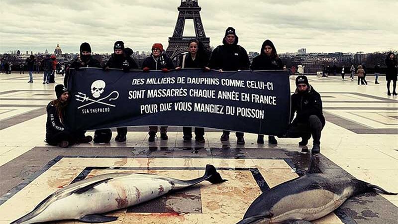 Justiça obriga fim de matança de golfinhos na França