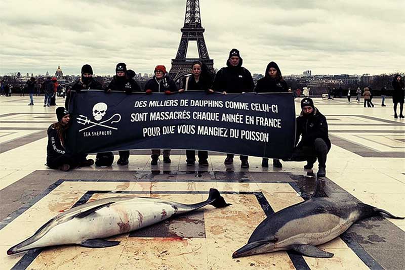 Justiça obriga fim de matança de golfinhos na França