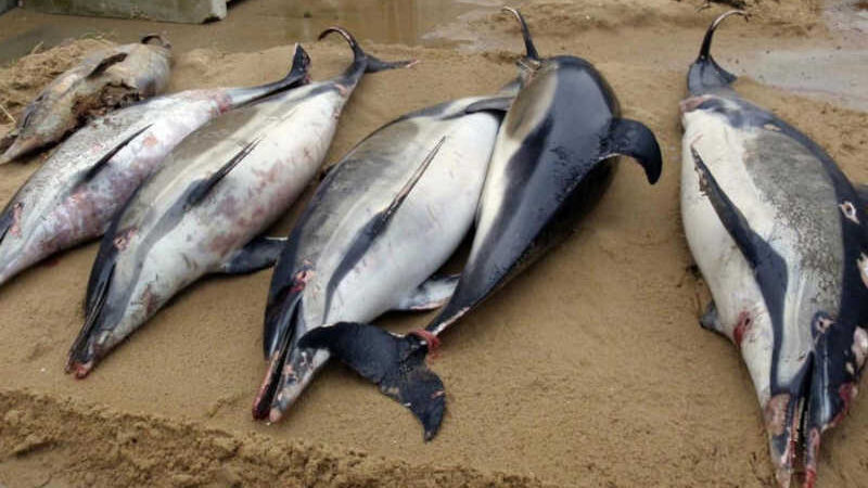 Ativistas alertam para número recorde de golfinhos mortos na França. Imagem: Fornecido por Hardcore