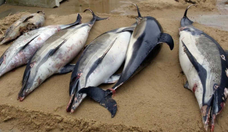 Ativistas alertam para número recorde de golfinhos mortos na França