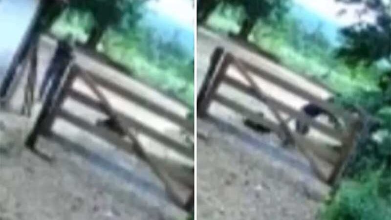Homem mata cachorro a tiros em fazenda de Goiás; vídeo