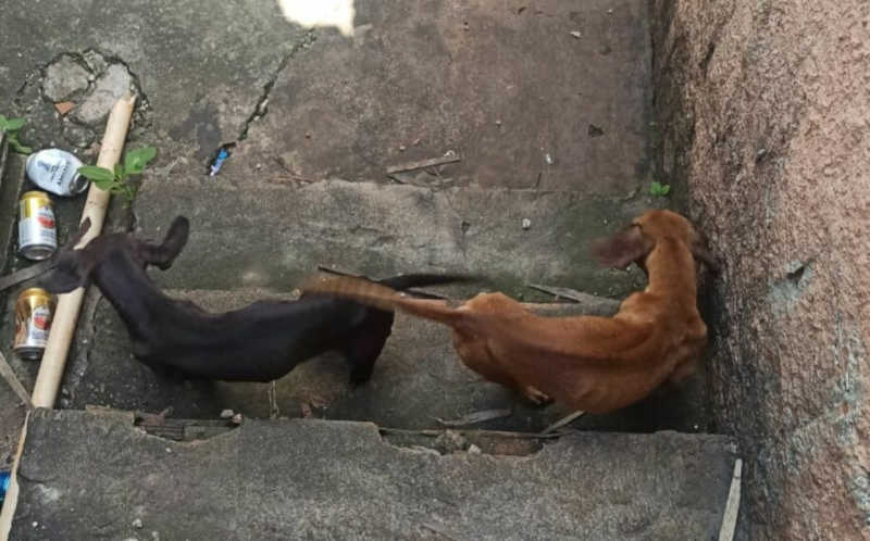 Mulher é presa suspeita de maus-tratos contra dois cachorros em Aparecida de Goiânia, GO