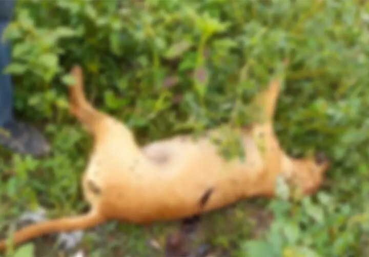 Cachorro morto a tiros — Foto: Arquivo pessoal/Carlos Carvalho
