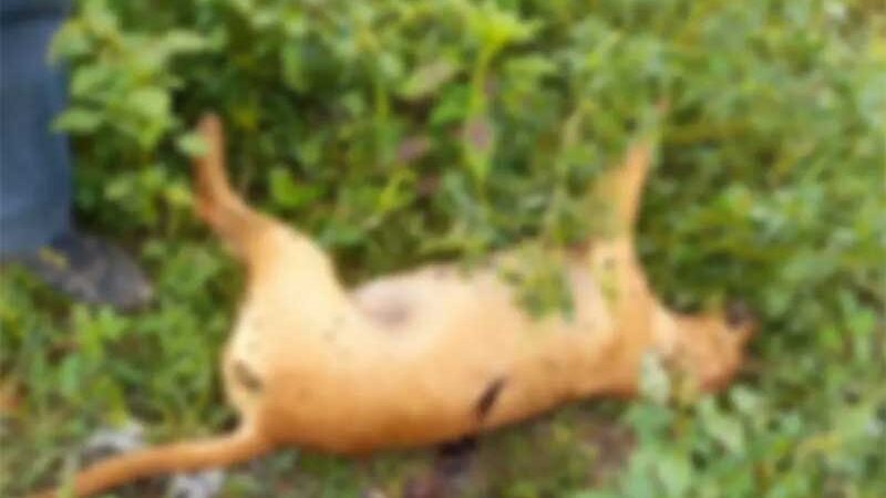 Moradores denunciam que cães abandonados em ‘lixão’ foram mortos a tiros; polícia investiga