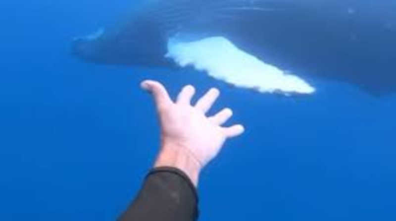 "É mágico". Homem detido por 'assediar' baleias e golfinhos no Havai
