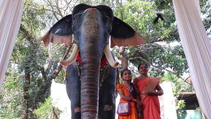 Fotografia do robô elefante no templo - Divulgação/ PETA.